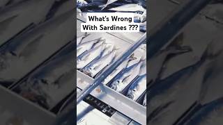 Shocked by the health powerhouse hiding in your pantry? Meet the sardines #sardines #short #shorts