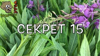 100 секретов иван-чая. СЕКРЕТ 15