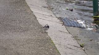 Pied Wagtail at the Lido