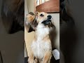 画像アプリが勝手に作成した2024年上半期のペットのお友達動画！ チワックス 愛犬 上半期 ペットのお友達