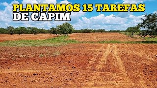 PLANTAMOS 15 TAREFAS DE CAPIM