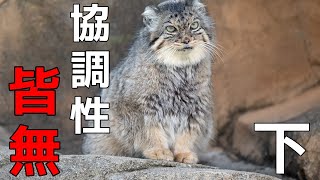 【脱出ゲーム攻略】協調性を全く感じられない猫たちが沢山生息する山小屋からの脱出 【猫様の山小屋からの脱出】 #2 END