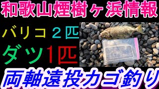 11-22　煙樹ヶ浜釣り情報・実釣編【第1175回】釣れるのは外道ばかりでした。 ＃遠投カゴ釣り #和歌山・釣り #煙樹ヶ浜