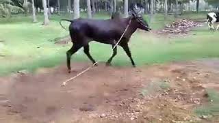 Black Panther Kangayam Kaari Reckla Bull