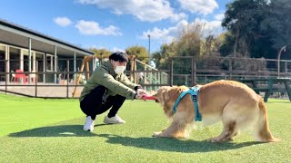 引っ張りっこで本気の顔を見せる愛犬