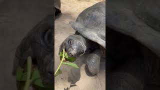 tortoise mating sound♥️ #adventure #wildlife #animals #tortoise #tortoisemating #lion #lioness#viral