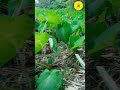 ଓଡ଼ିଶାରେ ଉନ୍ନତ ଧରଣ ସାରୁ ଚାଷ taro root cultivation in odisha youtube shortsviral ytshorts 🙏