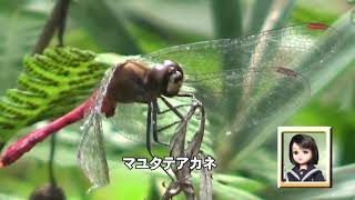 30秒の心象風景20485・眉のような紋様～マユタテアカネ～