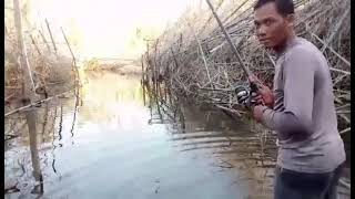 5kg catfish fishing in Stung Treng បបក់ត្រីឆ្ដោរប្លង់ថ្មីចូល5គីឡូទាញញ៉ាក់សាច់