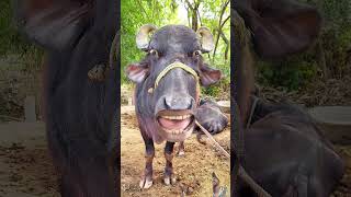 Pani lau re #comedy #funny #animals #jokes #cow #cartoon #bufflo #comedyfilms