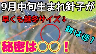 餌より重要！？メダカの針子を早く成長させる秘密は○○！秋生まれが早くも越冬サイズに！9月中旬生まれ！メダカ睡蓮ビオトープ