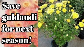 गुलदाउदी को अगले सीजन के लिए बचाएं सिर्फ 2 तरीकों से// Guldaudi plant care