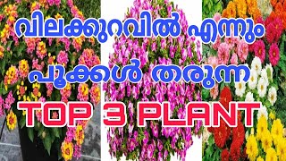 പെട്ടെന്ന് പൂക്കൾ തരുന്ന മൂന്ന് ചെടികൾ  Top 3 Flowering plant | Best Flowering plant in kerala