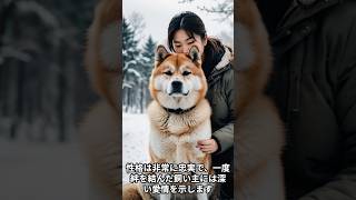 秋田犬の生態を知ろう！#秋田犬 #Akita #犬 #犬好き #ペット #愛犬 #犬の生態 #忠犬 #犬の生活 #shorts #アニプラ