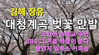 23.03.24.김해 장유의 벚꽃 만발.대청계곡 SBS 조인성,송혜교 주연 \