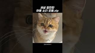 세상 얌전한 야옹 모음.zip