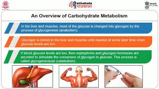 Metabolism of carbohydrates in aerobic conditions