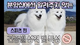 [강아지 소개] 활발한 성격의 스피츠! 견종리뷰 I 펫을 부탁해