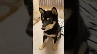 柴犬の目線の先には… #shibainu #柴犬