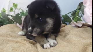 小さい柴犬の兄妹を販売中/宮城県登米市・岩沼市で黒柴をお探しなら