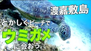 【渡嘉敷島】とかしくビーチでウミガメに会いに行こう♪