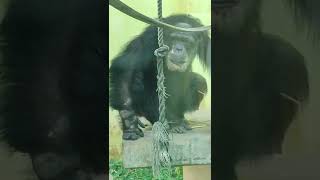 残夏🍆①チンパンジー・スグルくん・沖縄こどもの国・・・Chimpanzee ・Okinawa Zoo \u0026 Museum(20220921)