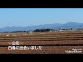 野生の白鳥 ～山形にて～