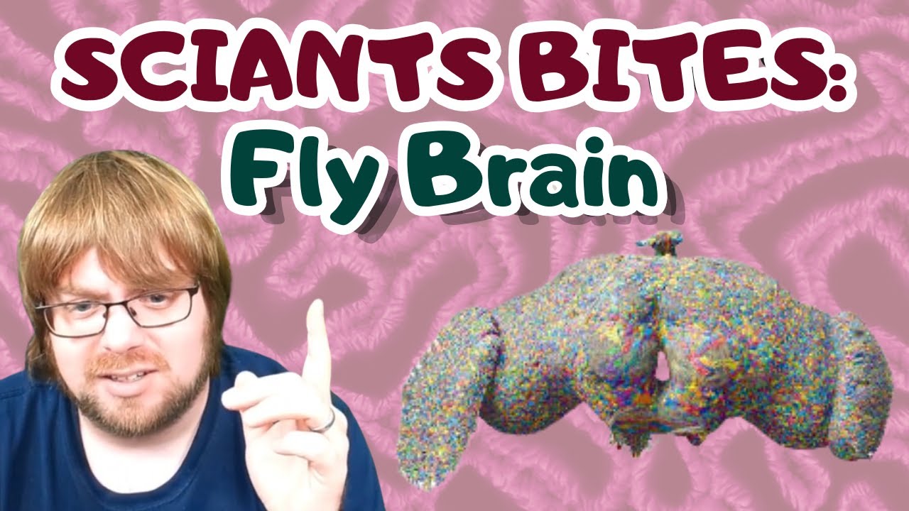 50 Million Connections In A Fruit Fly S Brain Youtube