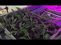 urban crop solutions large scale plant factory automated crate exit