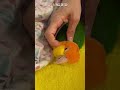 【甘えん坊インコさん🦜】 ´∀｀ 赤ちゃんみたいにバブバブ❣️☺️✨ shorts シロハラインコ レオちゃん cute caique