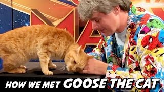 Meet Goose The Cat, Scene Stealer of Captain Marvel