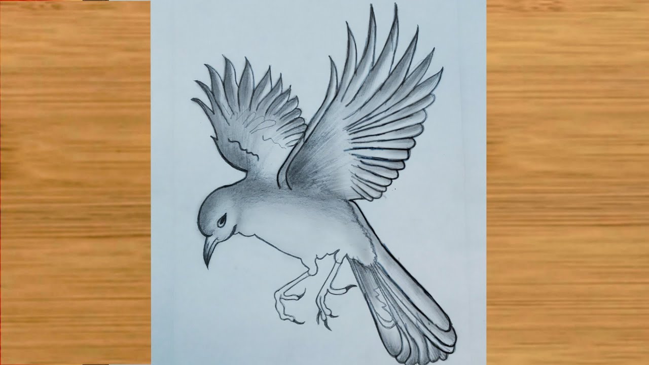 Bird Pencil Drawing Easy Step By Step Guide For Beginners Bird Pencil Drawing Easy Step By Step Guide For Beginners