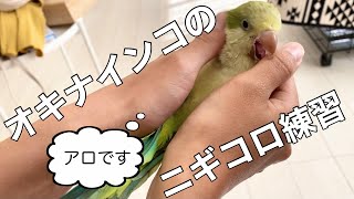 オキナインコのニギコロ練習を大公開！