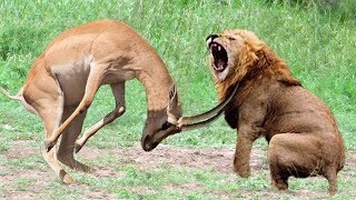 Antelope Powerful of Horrible Horns Causing The Lions To Panic – Python, Crocodile, Snake, Buffalo