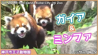 レッサーパンダ ガイアとミンファ 神戸市王子動物園 Red panda Kobe City Oji Zoo