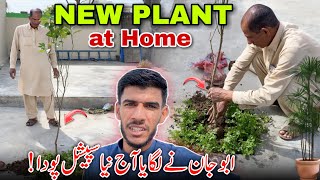 Surprise ! New Plant at Home By Abu Jan 😍 Abu Nay Aj Konsa Poda Lagaya? Family Vlog