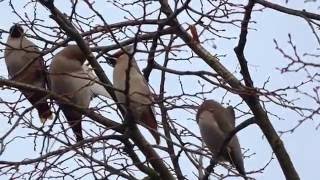 Pestvogels in Terwinselen