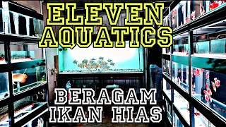 BANYAK PILIHAN IKAN HIAS DIKIOS INI !!!! UPDATE HARGA IKAN HIAS DI JATINEGARA TERBARU