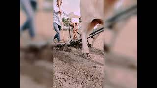 vavni status gujarati🚜🚜 || vavni || gujarati song ☀️|| farm ||#farmer #farming  #farmlife  #khedut