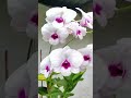 Orchid garden tour ||Spotlight||