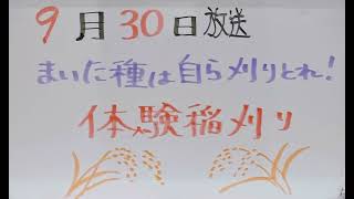 【吉川市のラジオ番組「金のなまず」】令和4年9月30日放送　テーマ「まいた種は刈るんです！稲刈り体験」