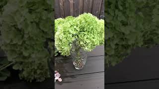 又到绣球做干花的季节 Annabelle Hydrangea