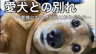 【愛犬の死】家族になってくれてありがとう／虹の橋へ／愛犬との別れ