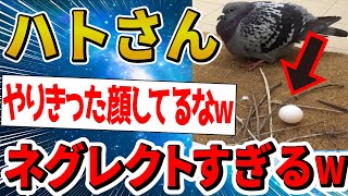 【2ch面白いスレ】ハトさんの巣作りがあまりにも雑過ぎるw【ゆっくり解説】