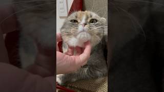 アゴを撫でられる猫#shorts