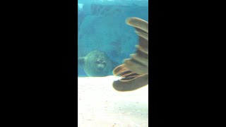 ワモンアザラシのユキちゃんを撮ってたら フブキくんのイタズラ【海遊館】Ringed seal