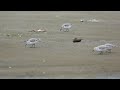 ♪鳥くん野鳥動画（●）ミユビシギ採食群れ）20200924 6z3a0258