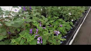 Dibleys Nurseries, National Plant Collection of Streptocarpus - Lynne Dibley