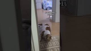 화장실에 간 누나 오매불망.. #shorts #고양이 #집사바라기