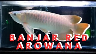 BANJAR RED AROWANA | Cheap Version RED Arowana #arowana #arowanakeepers